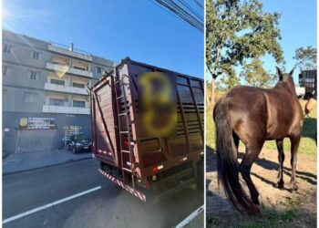 Equipe da Polícia Civil recupera égua de alto valor comercial em Presidente Olegário